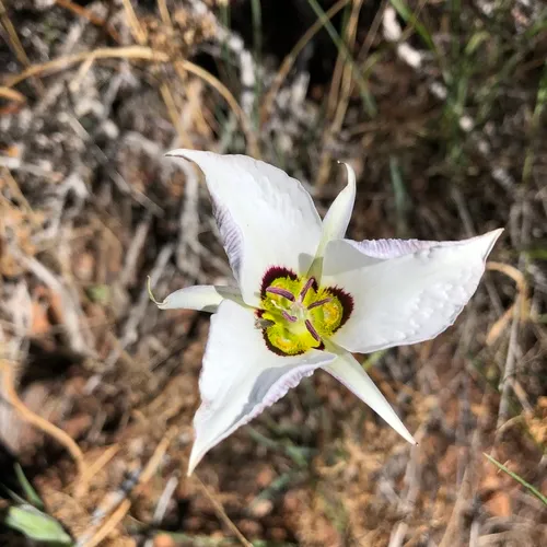 Bruneau Mariposa Lily