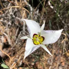Bruneau Mariposa Lily thumbnail 1