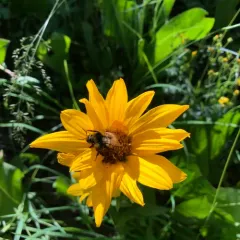 northern mule's ears thumbnail 3