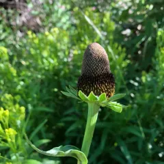 western cone-flower thumbnail 3