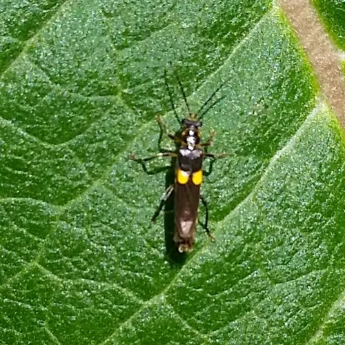 Frison's Soldier Beetle