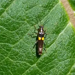 Frison's Soldier Beetle thumbnail 1