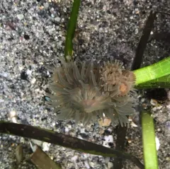 Brooding Anemone thumbnail 3