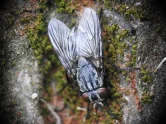 Muscina prolapsa thumbnail 1