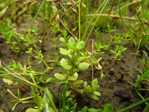 Chaffweed