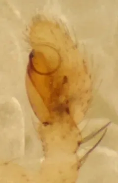 Mecaphesa lepida thumbnail 3