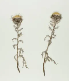 Carline Thistle thumbnail 4