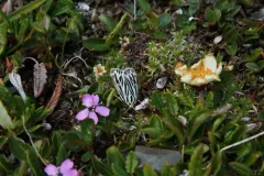 Labrador Tiger Moth thumbnail 2