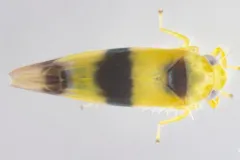 Empoa latifasciata thumbnail 2