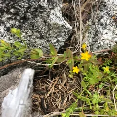 Bog St. John's-wort thumbnail 2