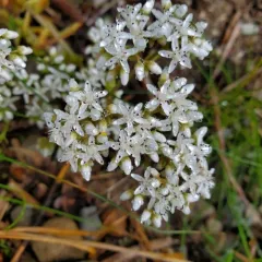 white stonecrop thumbnail 1