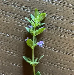 basil-thyme thumbnail 1