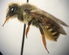 Megachile mellitarsis thumbnail 2
