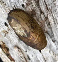 Western Floater thumbnail 2