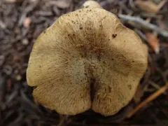 Inocybe bufonia thumbnail 3