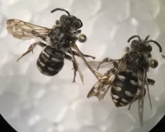 California Digger-cuckoo Bee thumbnail 2