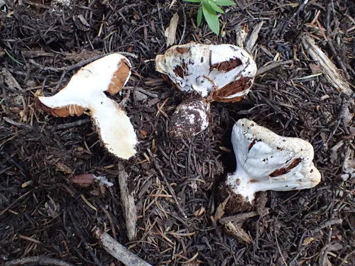 Thick-veiled Cortinarius