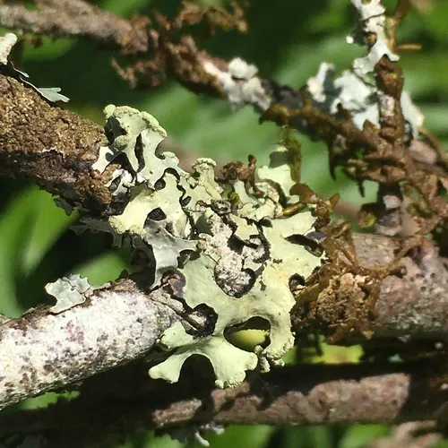 Green Loop Lichen
