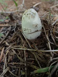 Coprinus colosseus thumbnail 2