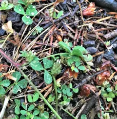 Knotted clover thumbnail 1