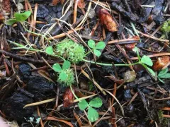 suffocated clover thumbnail 2