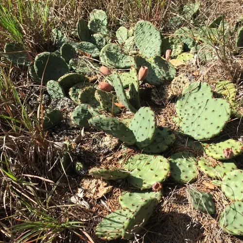 Eastern Pricklypear