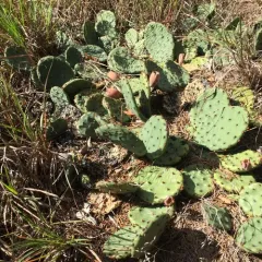 Eastern Pricklypear