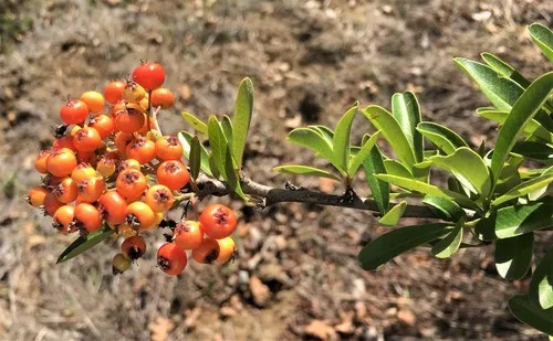 Taiwan Firethorn