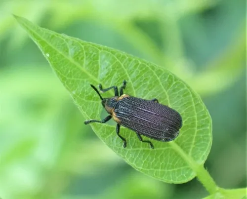 Orange-shouldered Leafminer