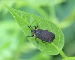 Orange-shouldered Leafminer thumbnail 1