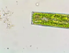 Pleurotaenium ehrenbergii thumbnail 2