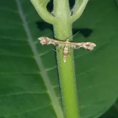 Grape Plume Moth thumbnail 4