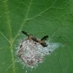 Antlered Flutter Fly thumbnail 4