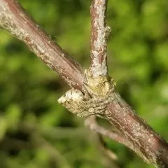 Humpbacked Orbweaver thumbnail 1