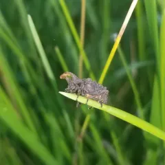 Forked Fungus Beetle thumbnail 4