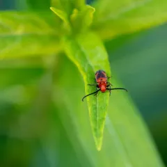 Blackened Milkweed Beetle thumbnail 3