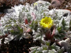 Pretty cinquefoil thumbnail 1