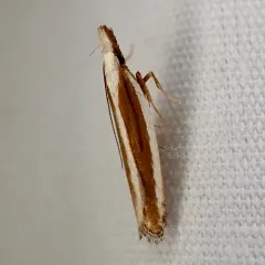 Juniper Webworm Moth thumbnail 4