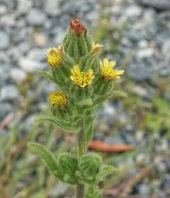 coast tarweed thumbnail 2