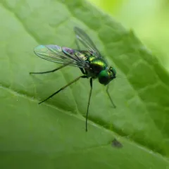 Condylostylus connectans thumbnail 2