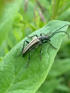 Stenocorus obtusus thumbnail 2