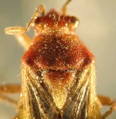 Arhyssus lateralis thumbnail 4