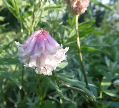 Shasta clover thumbnail 1