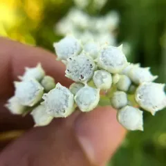 wild quinine thumbnail 3