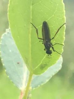 Bibio brunnipes thumbnail 4