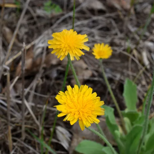 Virginia dwarfdandelion