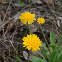 Virginia dwarfdandelion thumbnail 1