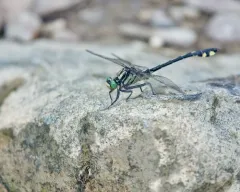Splendid Clubtail thumbnail 4