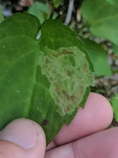 Ophiomyia carolinensis thumbnail 3