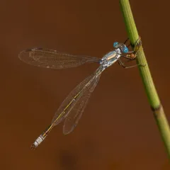 Amber-winged Spreadwing thumbnail 4